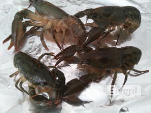 Cangrejos autóctonos, enviado por: Pescador (No registrado)