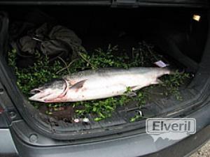 Salmon, enviado por: XXI (No registrado)