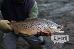 Beautiful Brown, sent by: Latitude Guiding (Not registered)